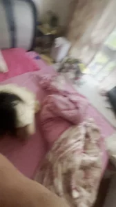 重庆fq